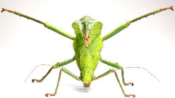Insekten