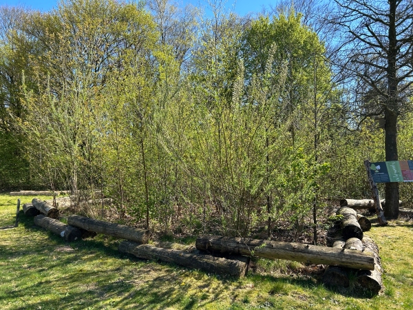 Een Tiny Forest voorjaarsaspect in Nijmegen
